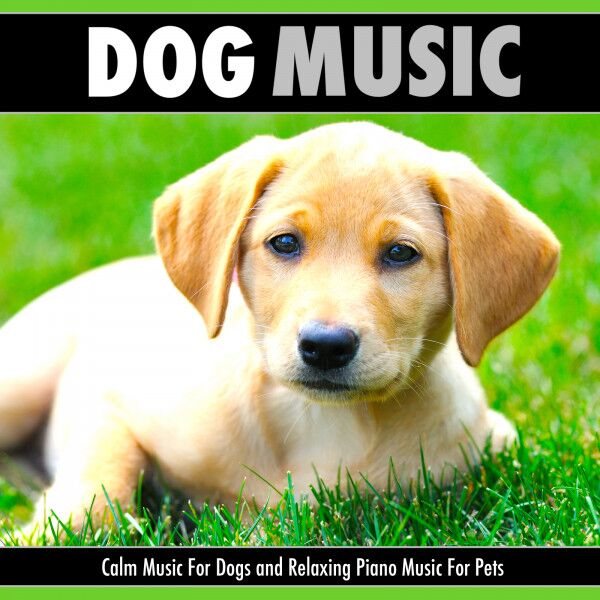 Does Piano Music Calm Dogs  