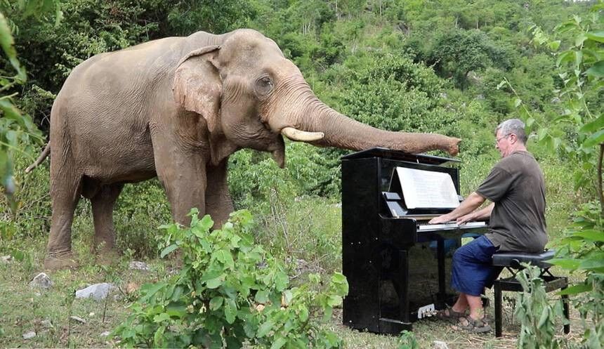 Do Elephants Like Piano